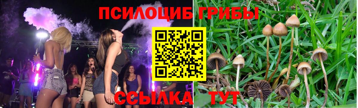 Волгоград  Псилоцибиновые грибы Psilocybine cubensis  Вход с VPN  Галлюциногенные грибы Psilocybe 